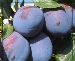 Слива домашняя Евразия 21