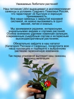 Георгин Зарина тёмнолистный