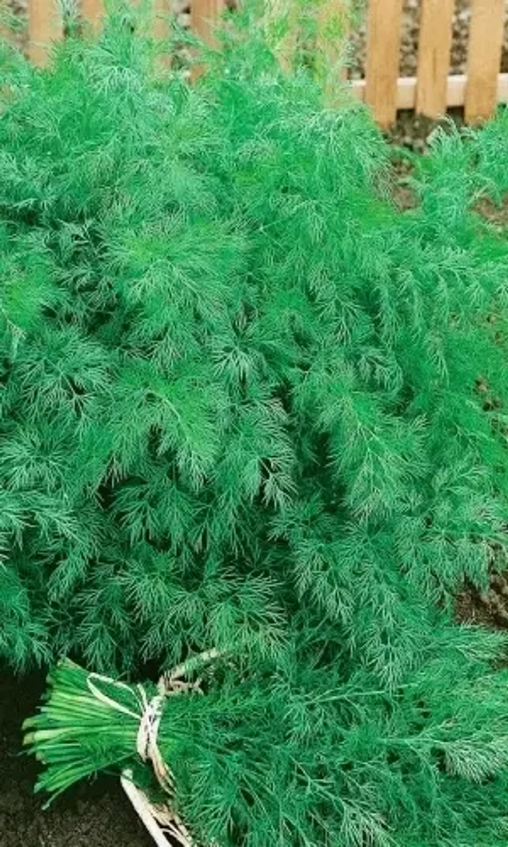 Семена Укроп Аллигатор 1 гр (Марс) Б/П