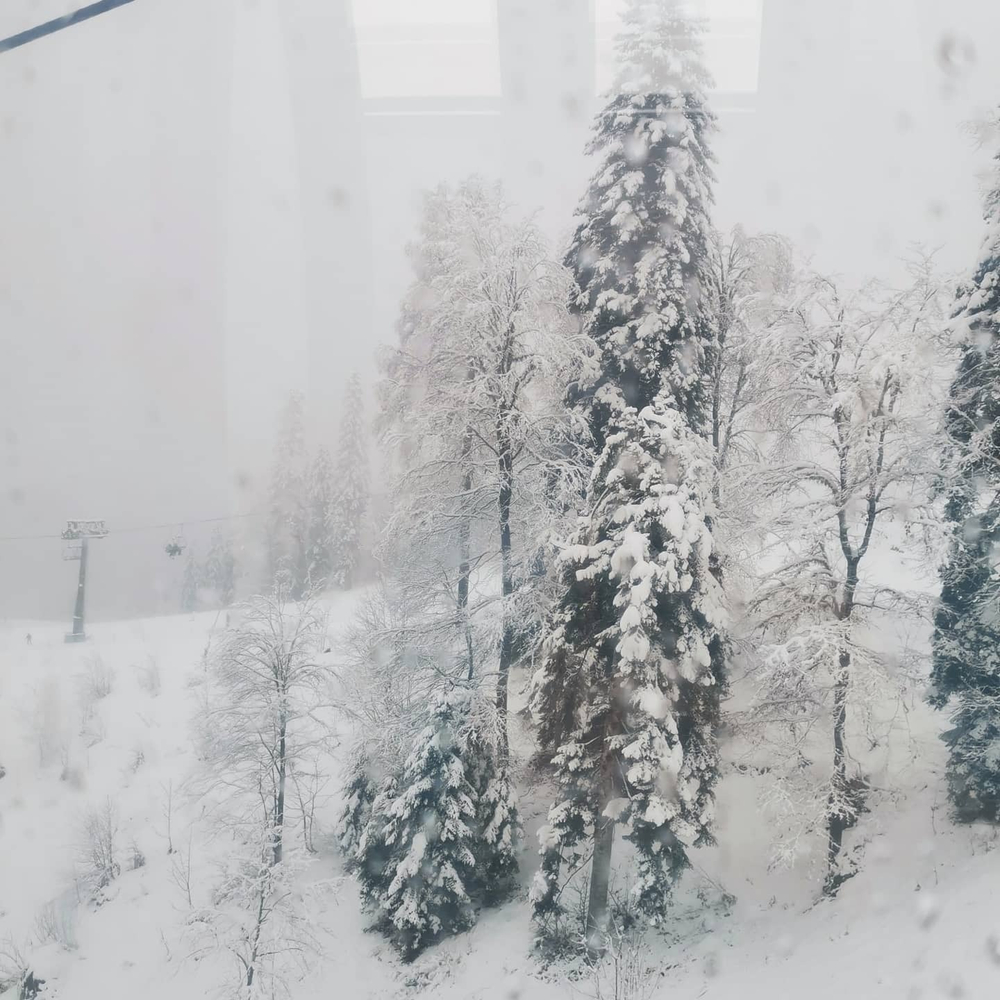 Грифон