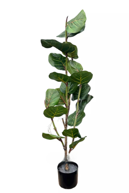 Кокколоба 120см