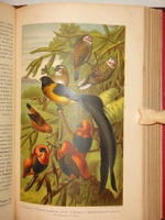 "Иллюстрированное издание " Жизнь животных " А.Э.Брэма в десяти томах". Альфред Эдмунд Брэм. 1896г.