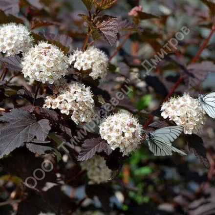 Пузыреплодник Диаболо