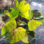 Каладиум SUNSHINE DAY