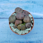 Lithops sp. (Литопсы)