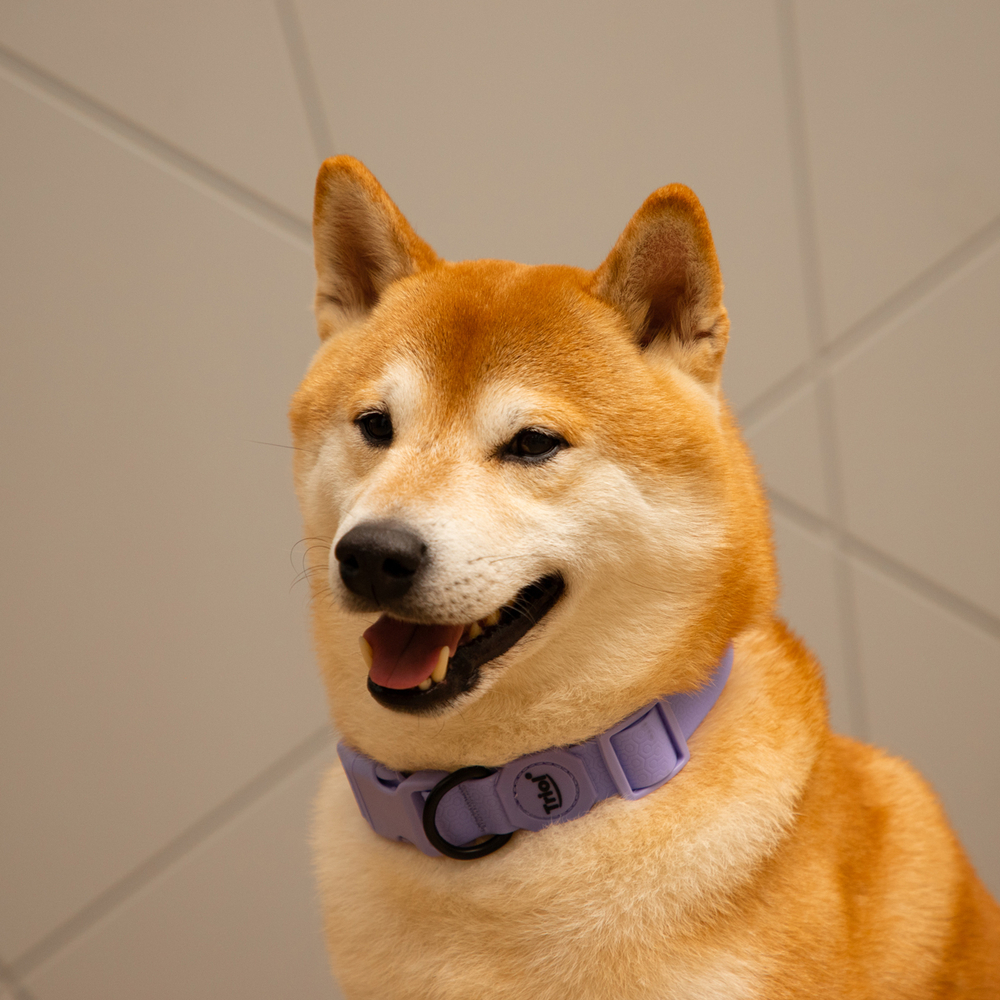 Ошейник из биотана "Матрица" L, сиреневый, 25*450-680мм, Triol