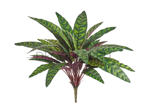 Калатея узколистная Лансифолия куст зелёно-бордовый в-33 см, д-50 см (Sensitive Botanic) 12/96 20.1163GVL
