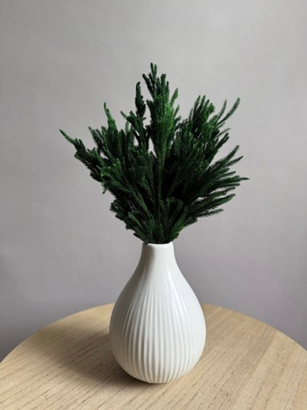 Китайский можжевельник зеленый