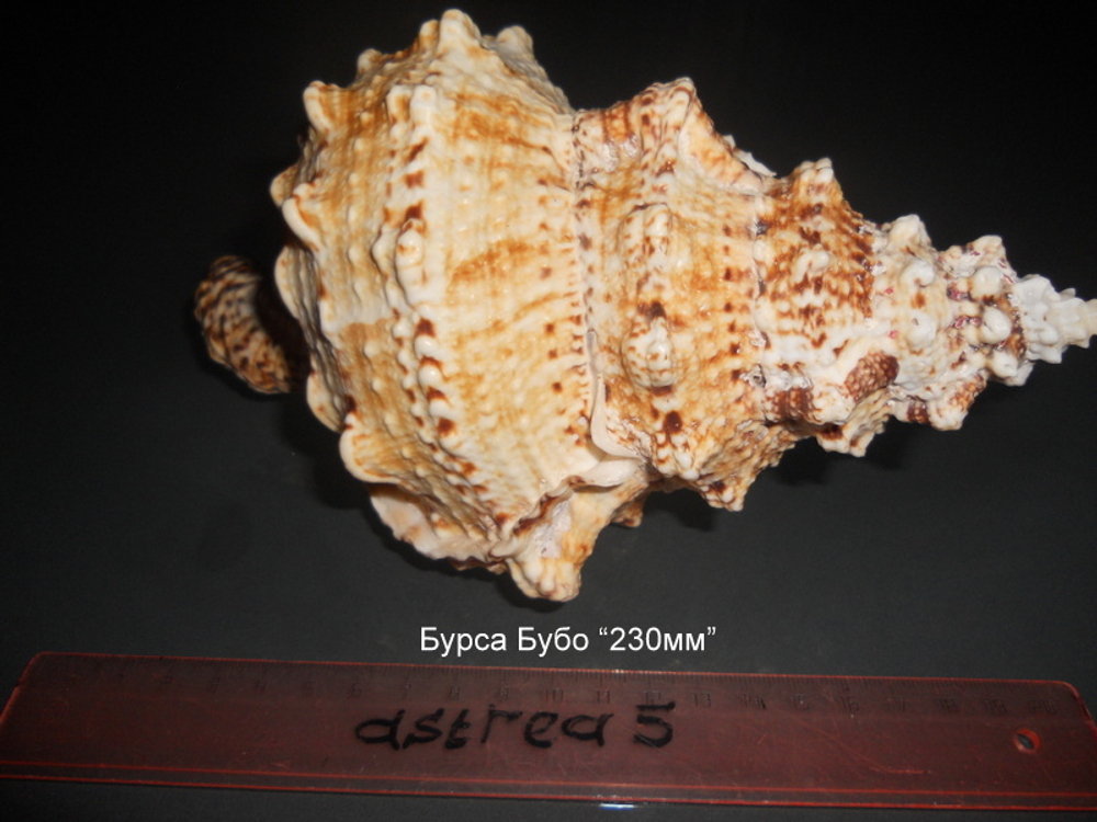 Бурса Бубо 180-260мм