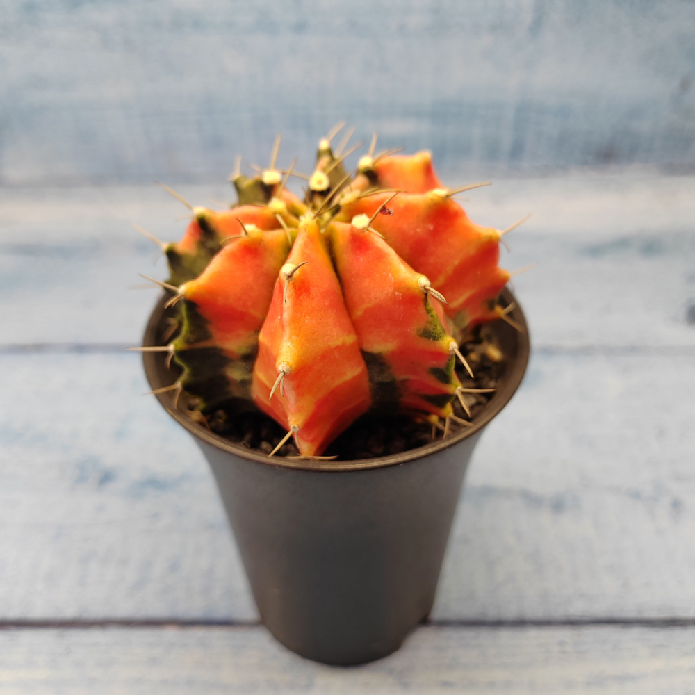 Gymnocalycium Variegata (Гимнокалициум Вариегатный)