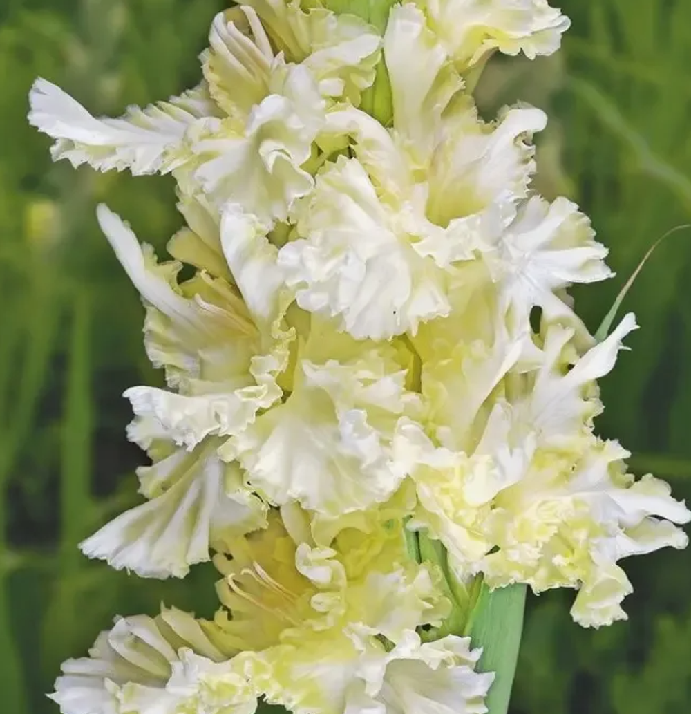 Гладиолус крупноцветковый Распутин луковица март 2026