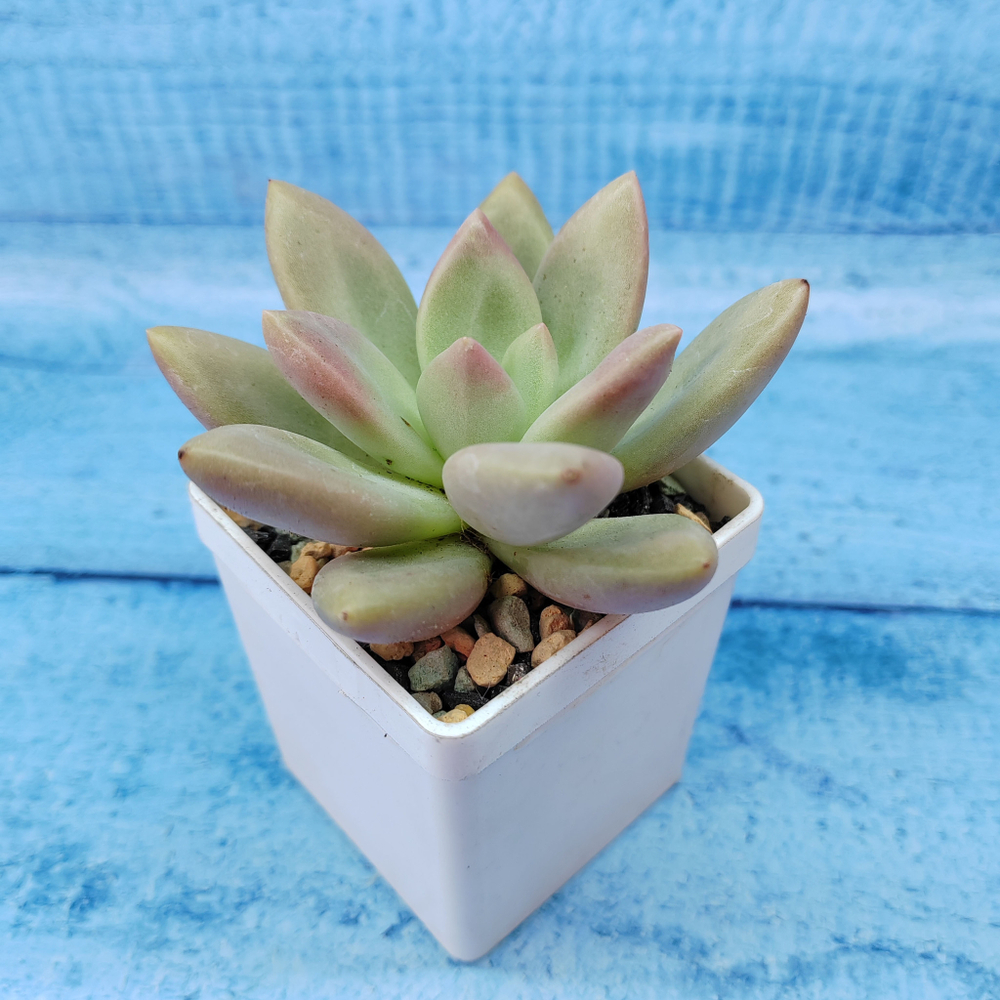 Graptoveria Rosie Crow (Граптоверия)