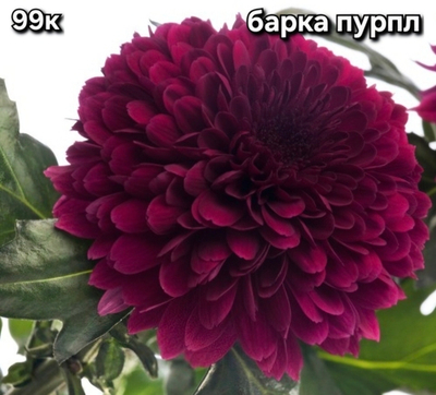 САЖЕНЦЫ ХРИЗАНТЕМЫ № 99 БАРКА ПУРПЛ