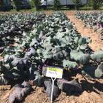 Укза F1 семена капусты кольраби (Rijk Zwaan / Райк Цваан)