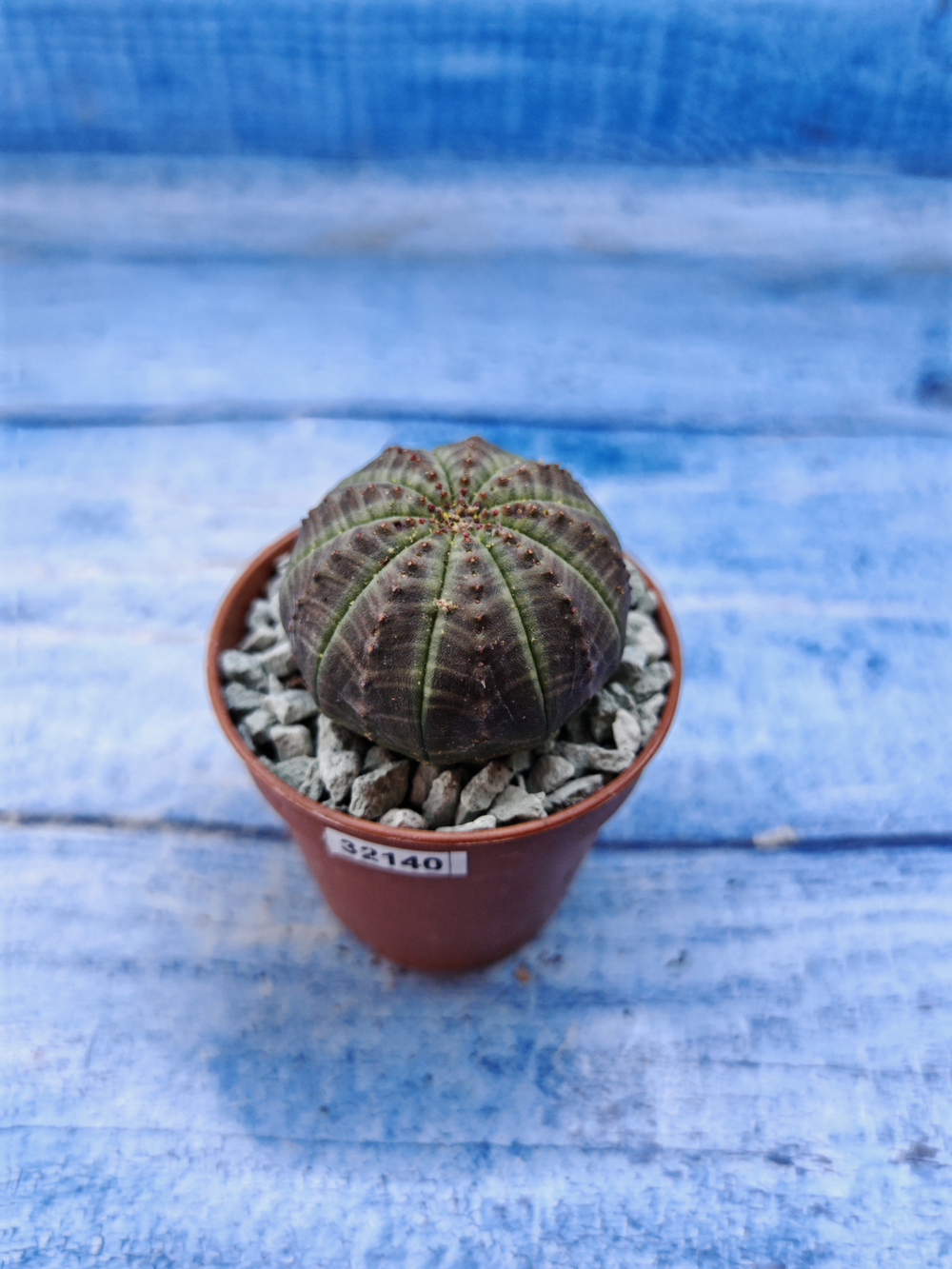 Euphorbia Obesa (Эуфорбия)