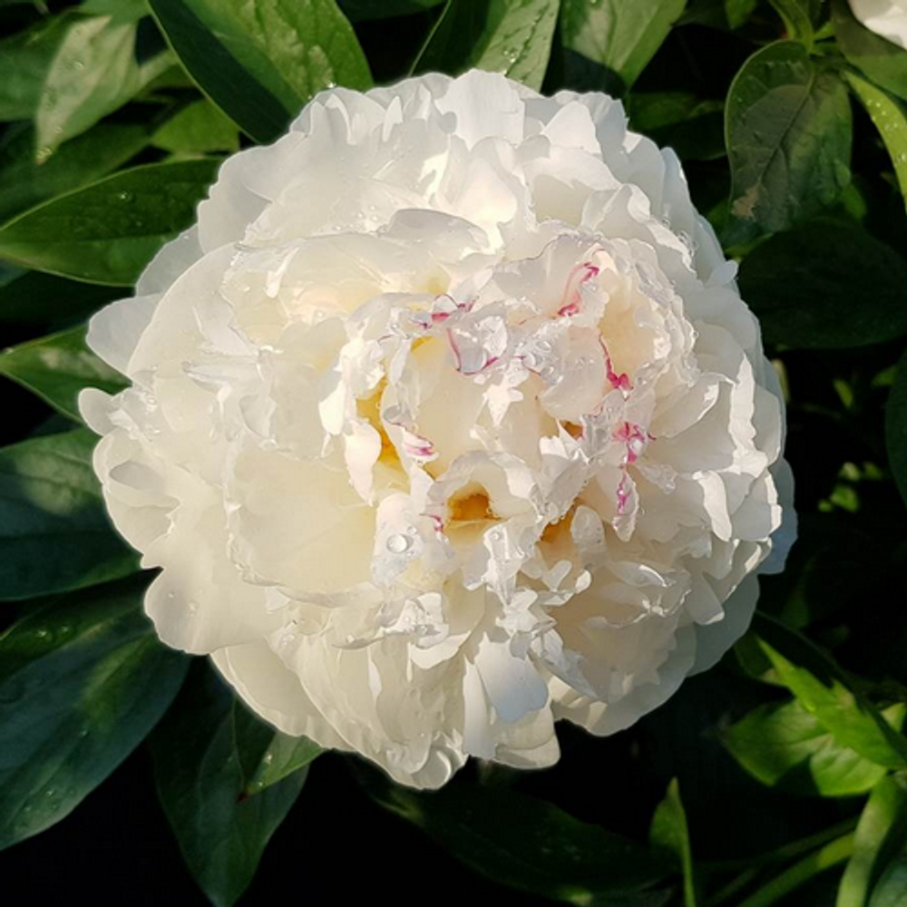 Пион Мэри Е.Николз 3-5 почек Закупка М81 октябрь 2026