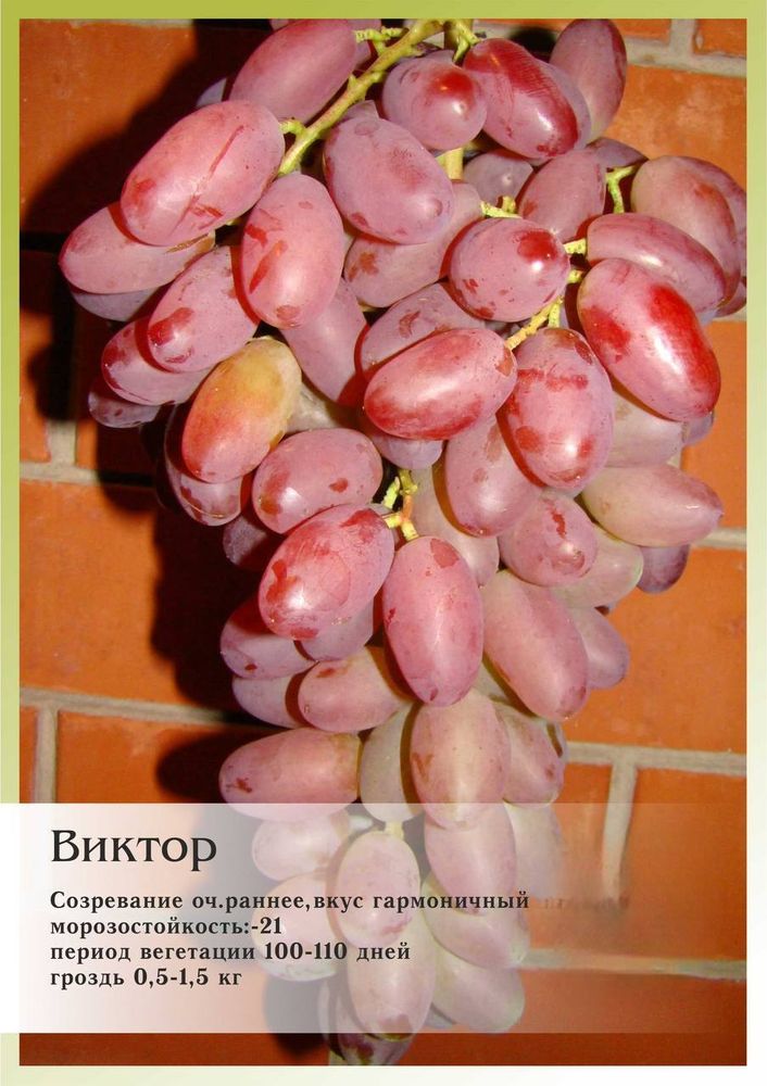 Виноград Виктор Закупка М06 получение июнь 2025