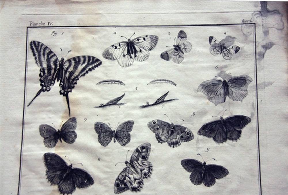 "Nomenclator Iconum Entomologia Linnean: Courante et Augmente Car". De Villers (Де Виллер).