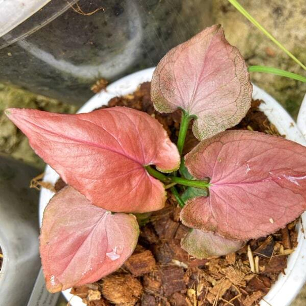 Сингониум PINK PERFECTION PINK ON PINK