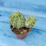 Euphorbia meloformis f. Variegated (Эуфорбия вариегатная)