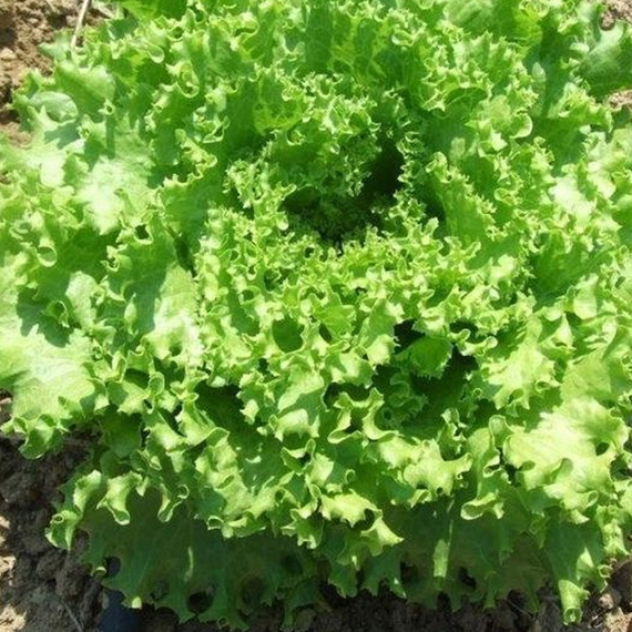Фанли семена салата листового (Syngenta / ALEXAGRO) культура