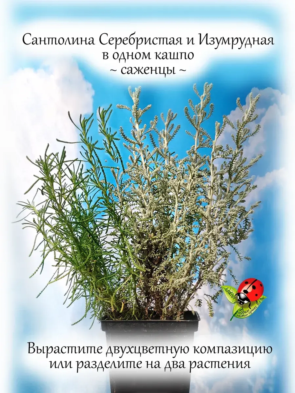 Сантолина Изумрудная и Серебристая в одном кашпо