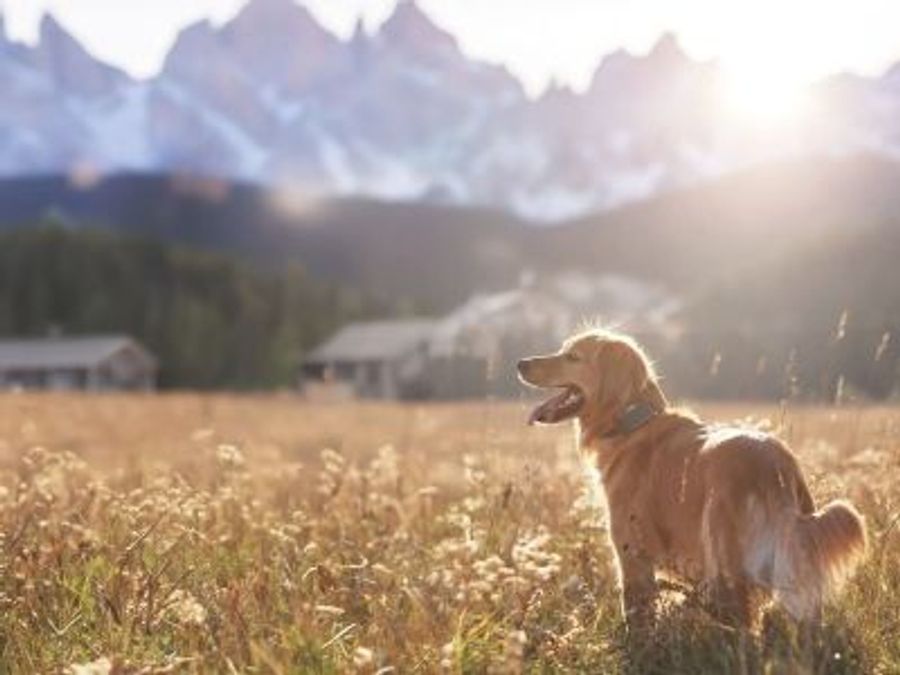 Виртуальный поводок Heel Roam 350