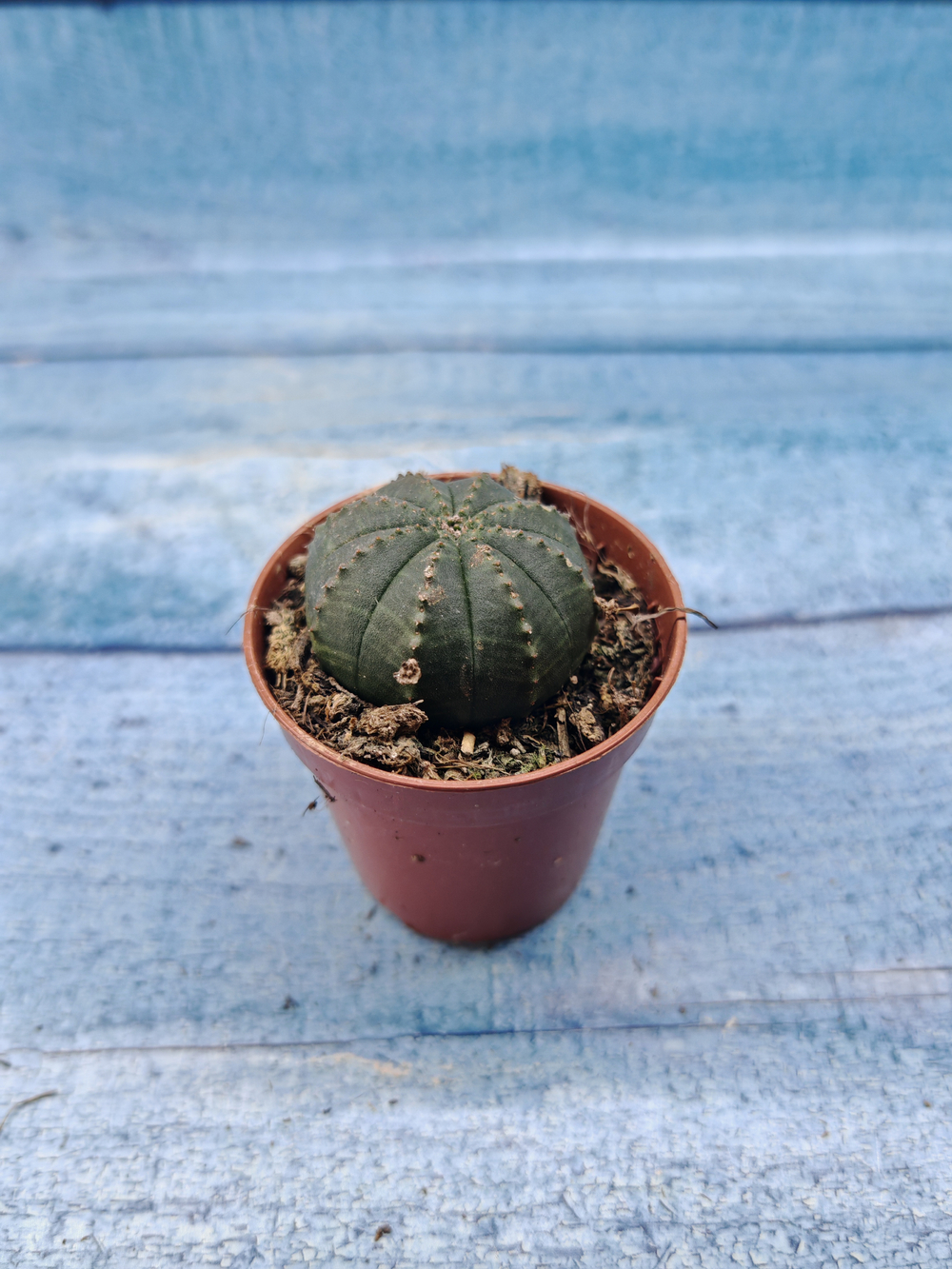 Euphoria Obesa (Эуфорбия)