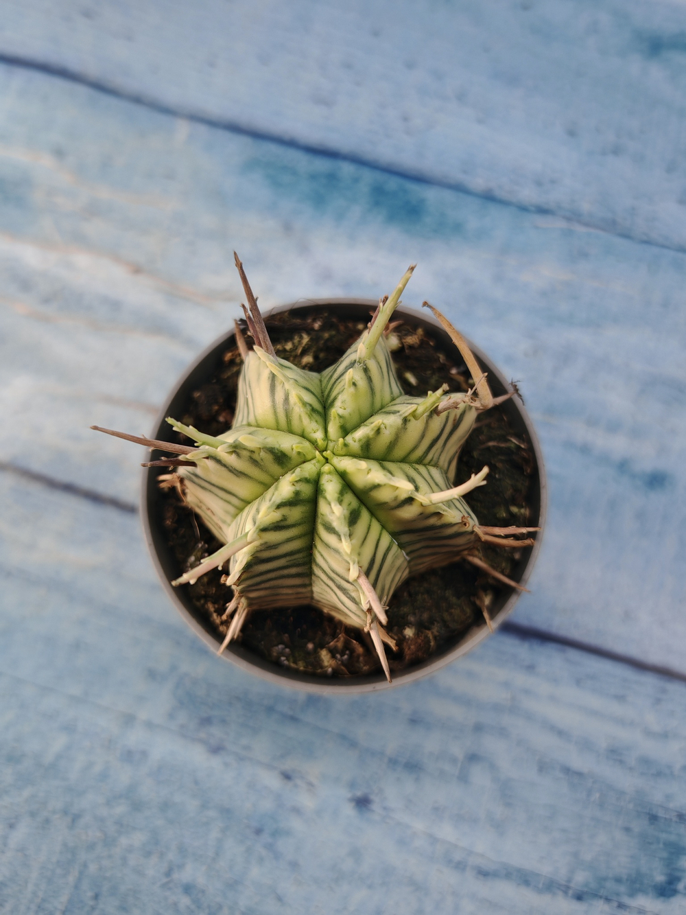 Euphorbia meloformis f. Variegated (Эуфорбия вариегатная)