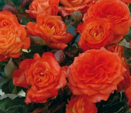 Роза флорибунда Валери де Монгольфье ОКС конец апреля -май 2026