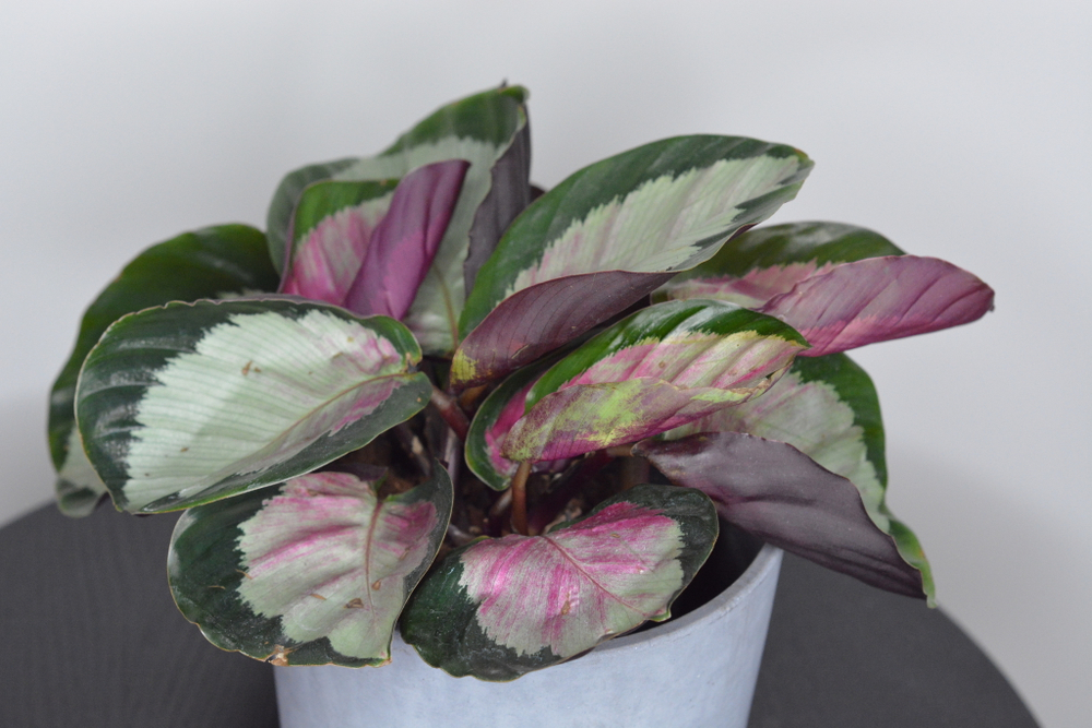 Калатея Розеопикта Роси / Calathea Roseopicta Rosy