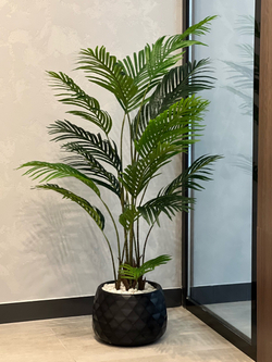 Пальма Дипсис 150 см.