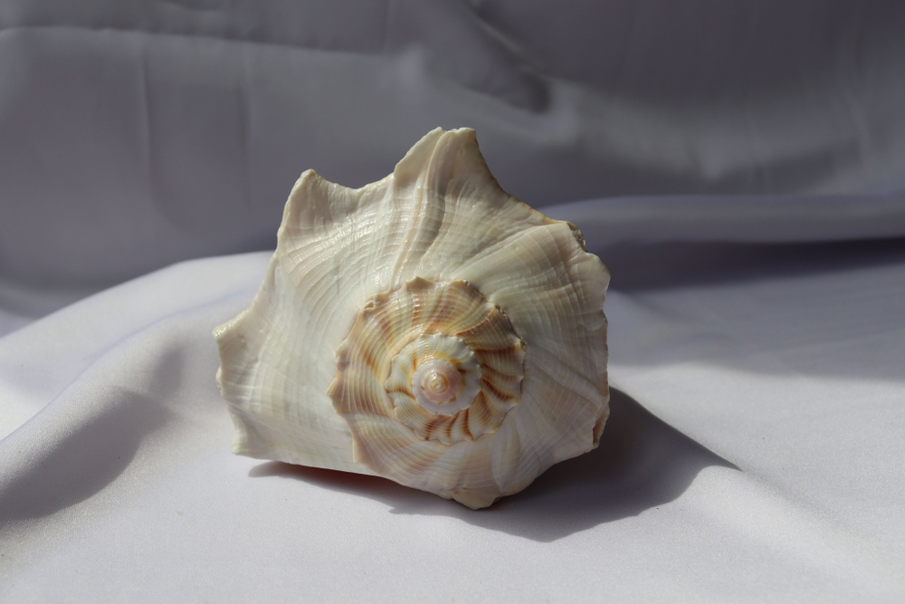 Бусикон перверсум (Sinistrofulgur perversum), 1шт, 15-17см