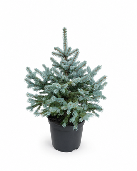 Ель "Glauca Sanders Blue"