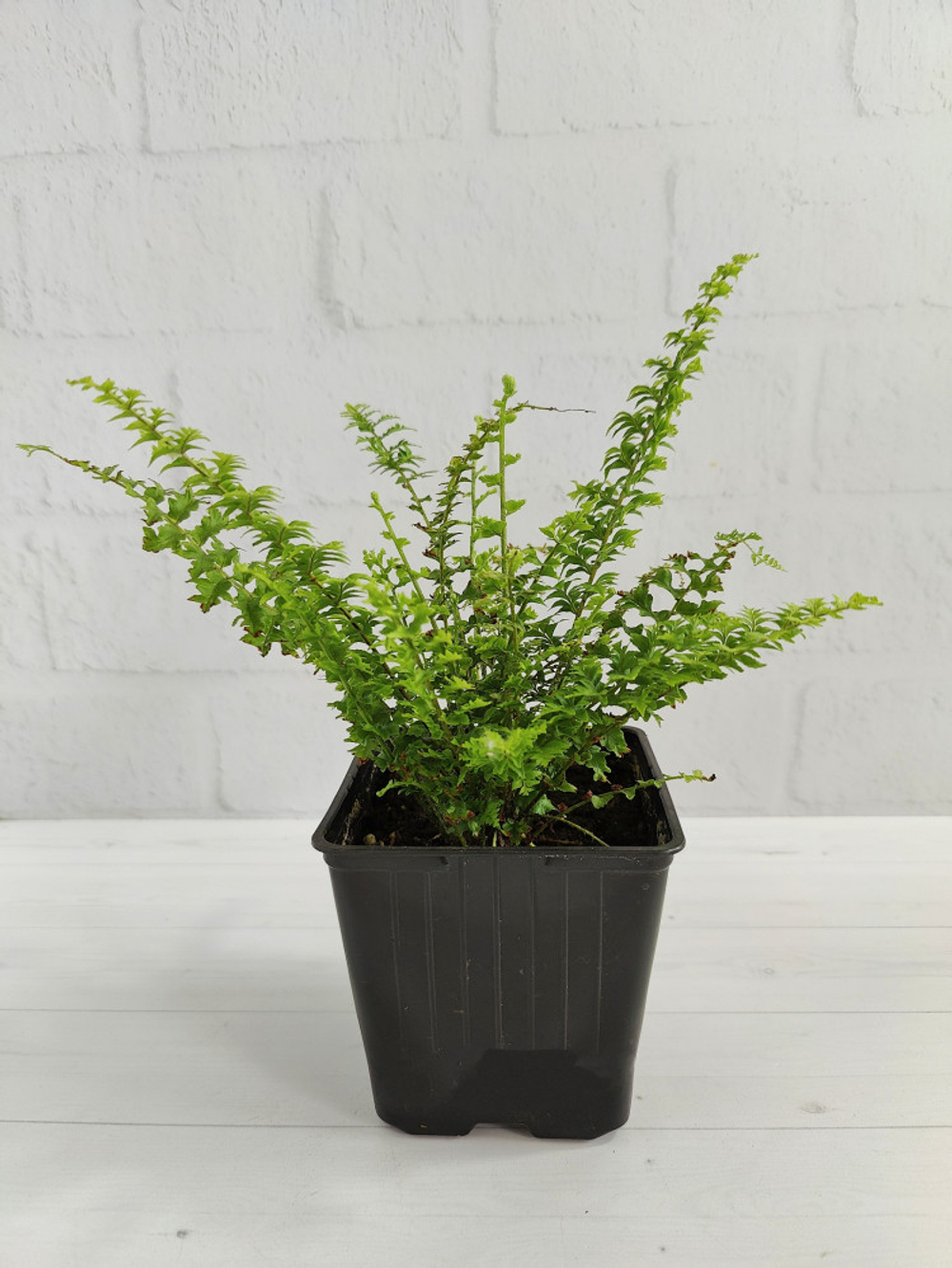 Нефролепис