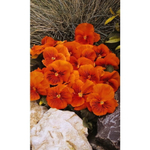 Семена Виола Апельсиновый Джем (УД) Е/П