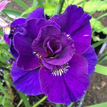 Ирис сибирский Kabluey