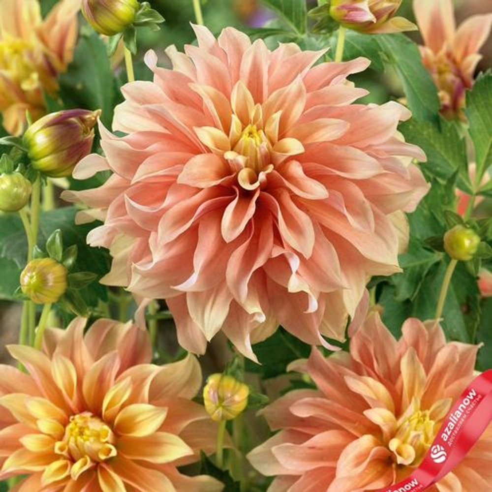 Георгин Tyrell (корень) Закупка М55 апрель 2026