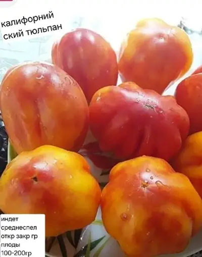 КАЛИФОРНИЙСКИЙ ТЮЛЬПАН