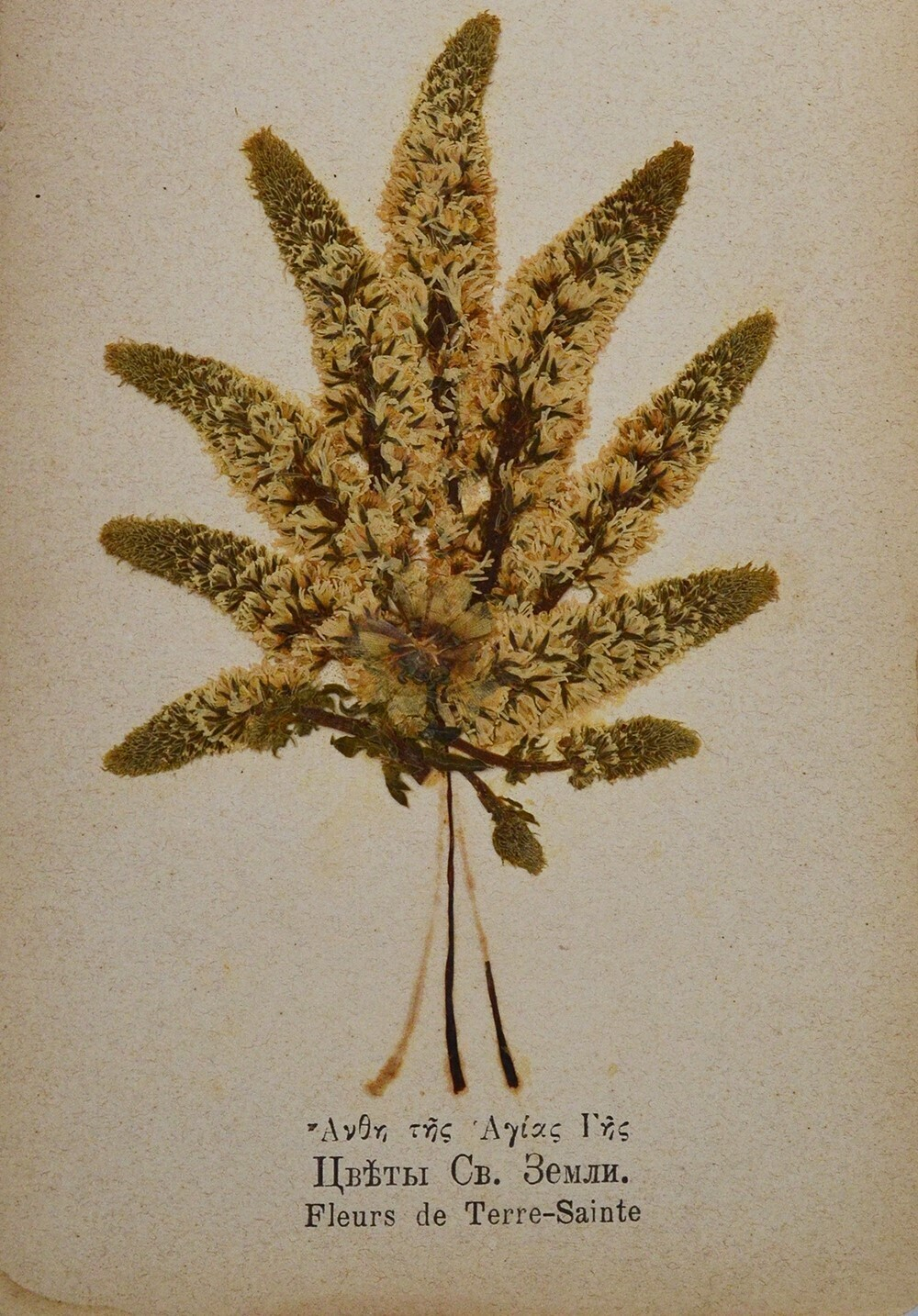 Уникальный Альбом-сувенир. Цветы и виды Святой Земли. Подарочный ал 23 видами Святой Земли 1900