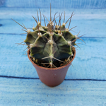 Gymnocalycium Friedrichii (Гимнокалициум)