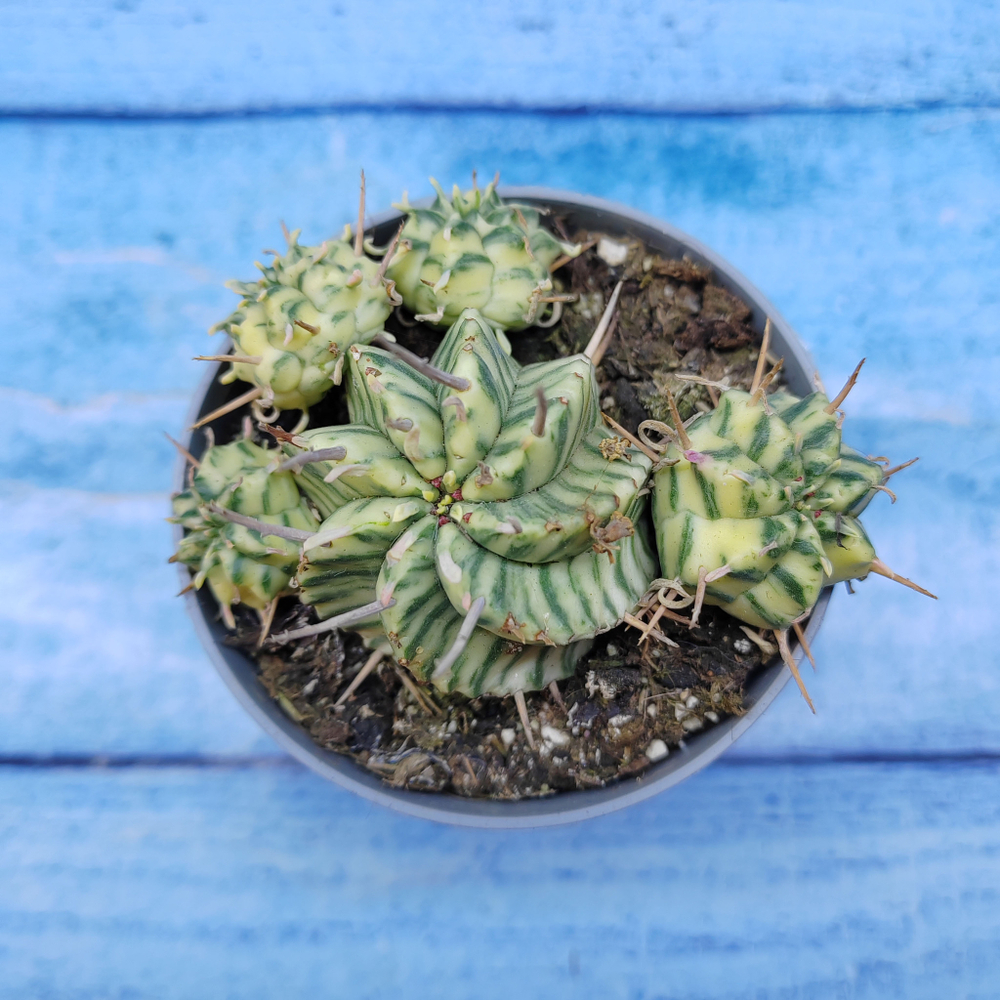 Euphorbia meloformis f. Variegated (Эуфорбия вариегатная)