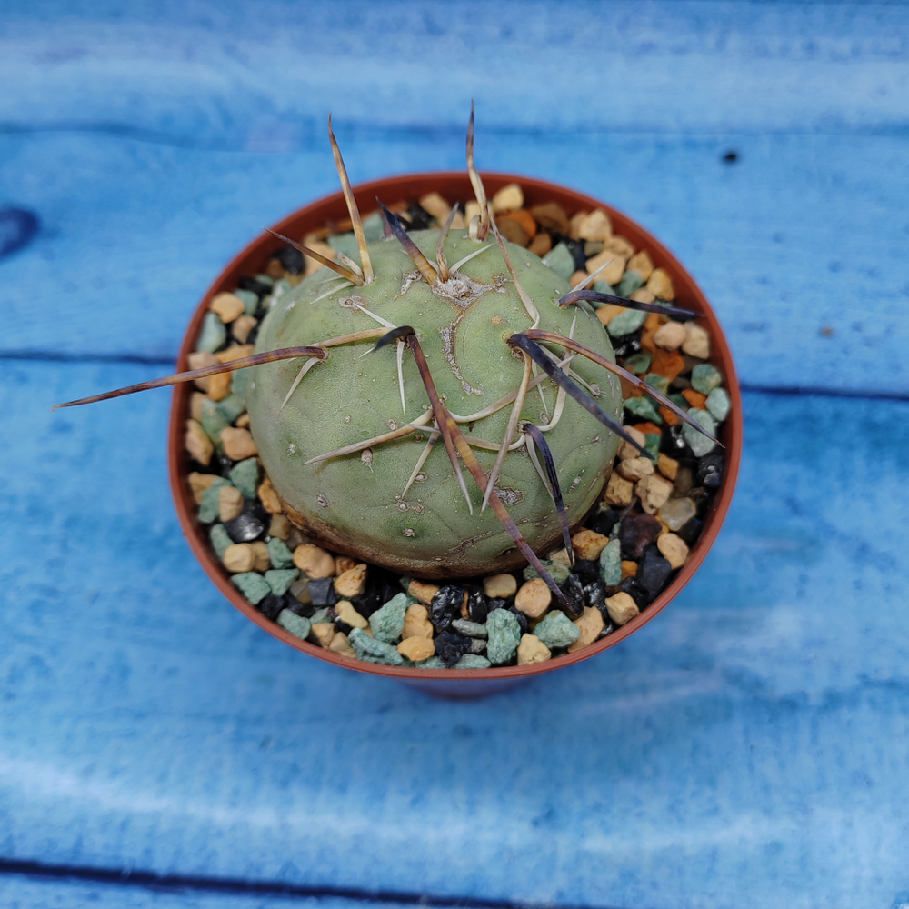 Tephrocactus Geometricus (Тефрокактус)