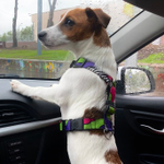 Шлейка Вайб 90-х, наличие