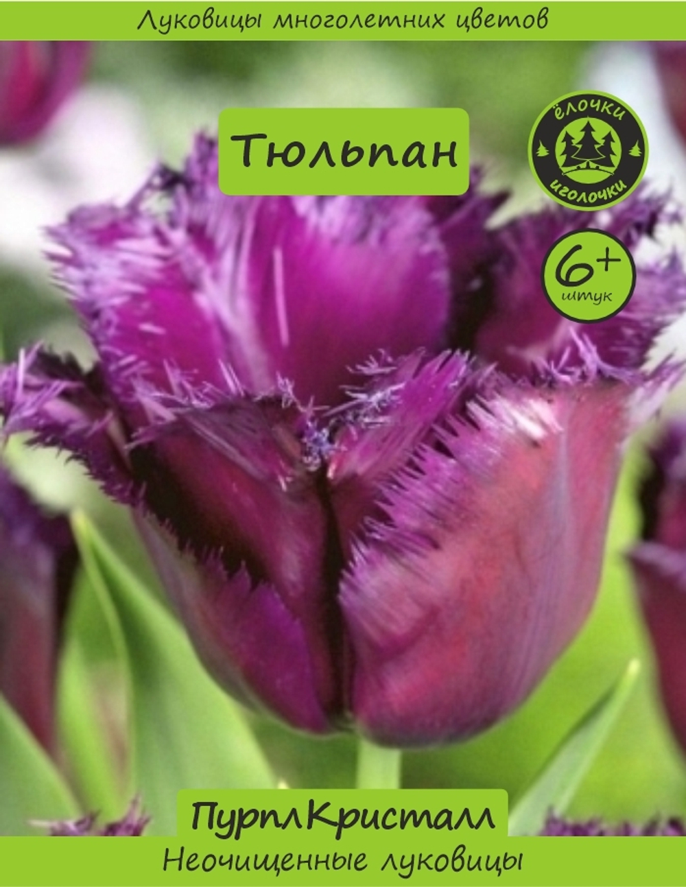 Тюльпан Луковица, Пурпл Кристалл, 6+ шт