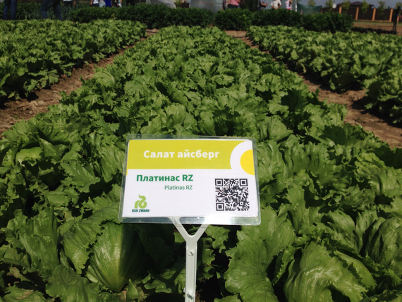 ПЛАТИНАС семена салата айсберг (Rijk Zwaan | Alexagro) – фото 8