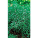 Семена Укроп Скиф (УД) Е/П