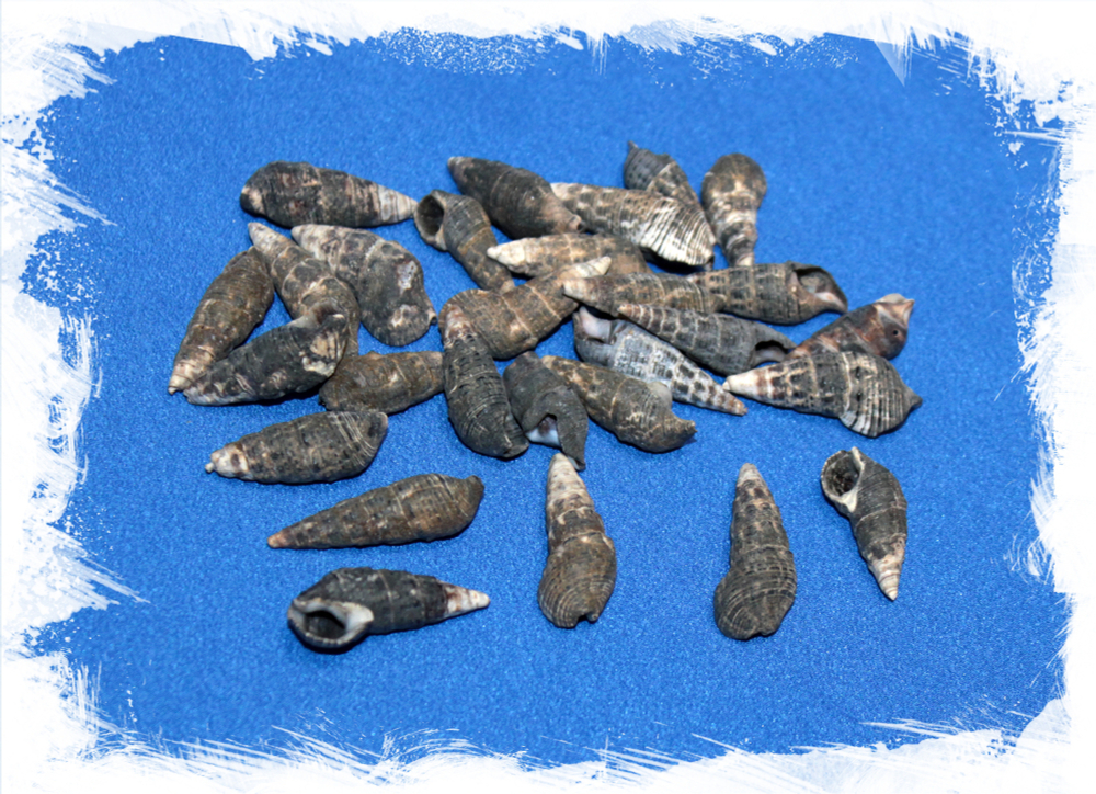 Батиллярия зоналис, 2-3см, 100гр, 170шт