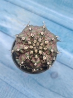 Gymnocalycium T-Rex Pink hybride (Гимнокалициум T-rex)