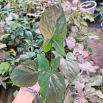 Сингониум PINK SPLASH FAT LEAVES